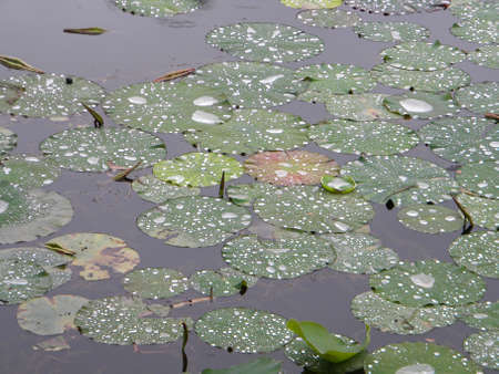 Wet water lily leafs の写真素材