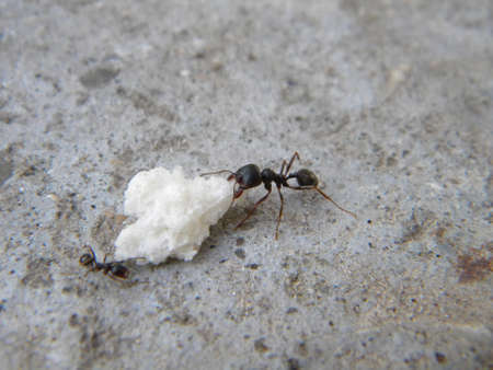 Two ants with a piece of bread の写真素材