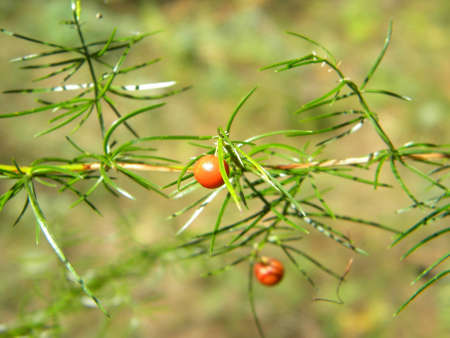 Asparagus fruitsの写真素材