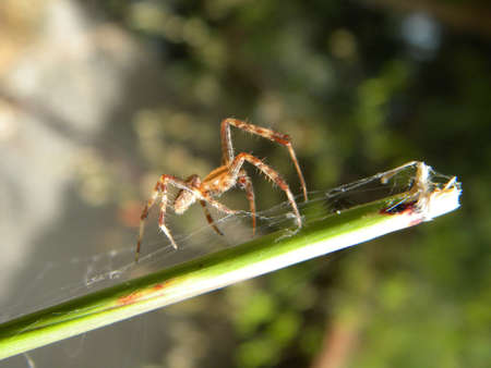 A male garden spider