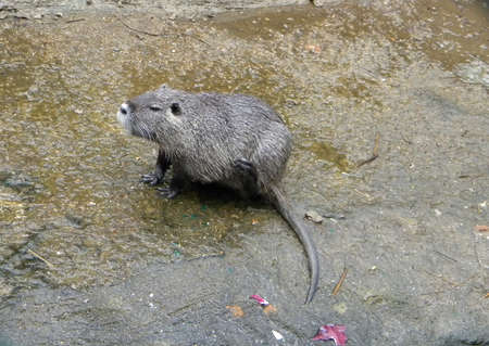 A water rodent