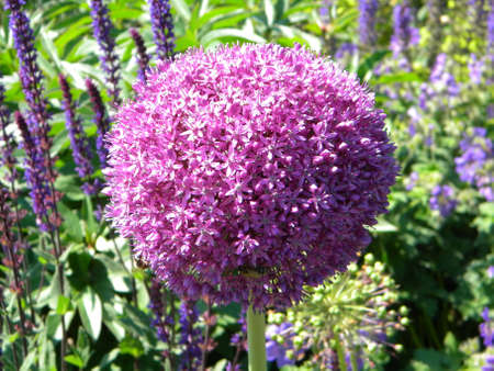 Onion flowers