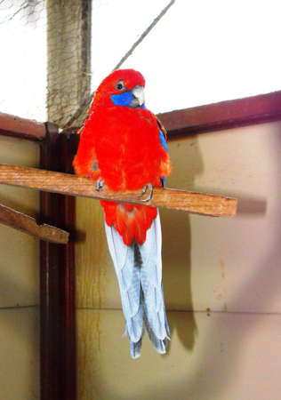 A red parrot on a stickの写真素材