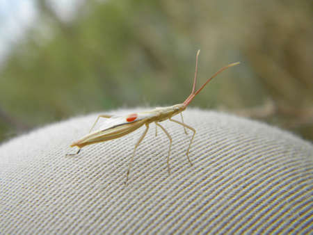 An insect with a little red parasite on its body