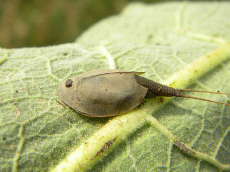  A tadpole shrimp on a green leaf 