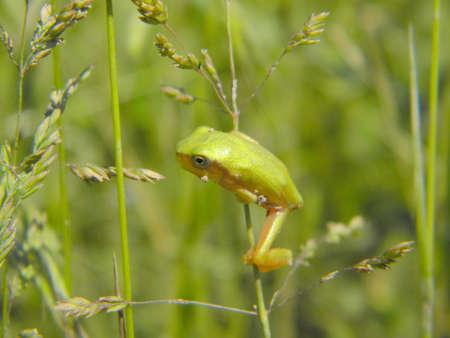 A little tree frog