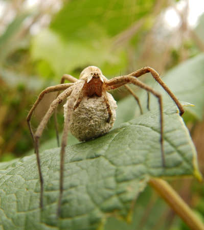 Spider mother on a leafの写真素材