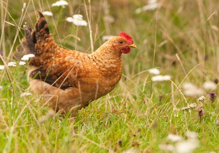 Free range chicken walking in field of grass in countrysideの写真素材