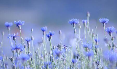 blue color and cornflowers blue color and cornflowers