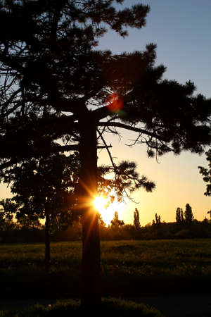 A beautiful beautyful landscape with trees in the sunsetの写真素材