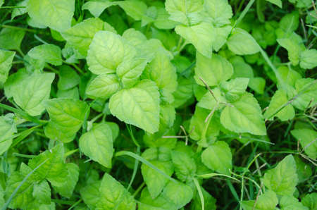 Green leaves background. Pattern of green leaves illuminated with sunlight.