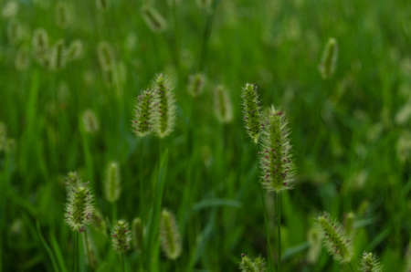 Pattern of horsetail flower background, in the light of the sunset surrounded by green textures.