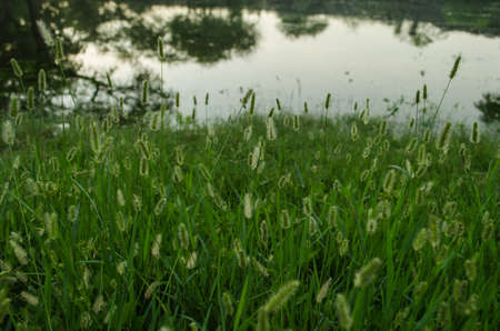 Pattern of horsetail flower background, in the light of the sunset surrounded by green textures.