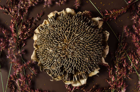 Dry sunflower surrounded by withered leaves, on a isolated brown background,Beautiful background for...