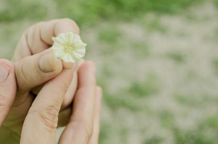 The hand of a woman holding a small white flower, close up of a detail of nature, interaction of...