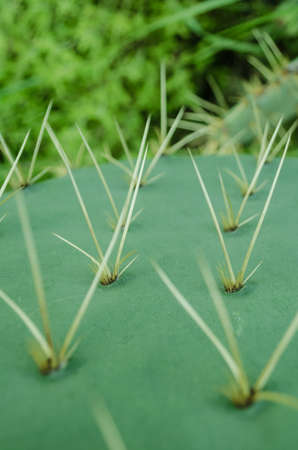 Group of natural green cactus with many thorns around, beautiful nature background.