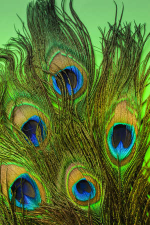 beautiful peacock feathers on a green background