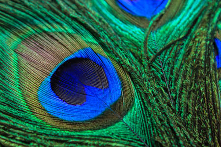 feather exotic bird peacock