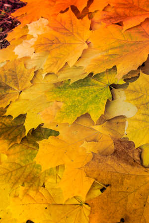 Yellow maple leaves in a park fallen from a tree
