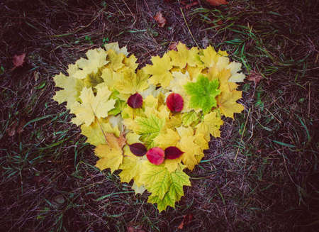 Maple leaves on the grass lie in the shape of a heartの写真素材