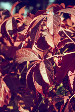 Hedgerow from the red leaves of the plant
