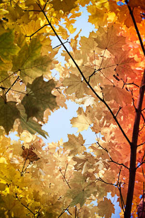 Yellow autumn maple tree in the forestの写真素材