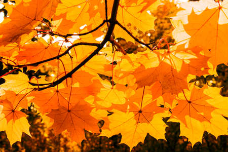 Yellow autumn maple tree in the forestの写真素材