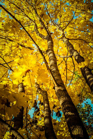 Yellow autumn maple tree in the forest