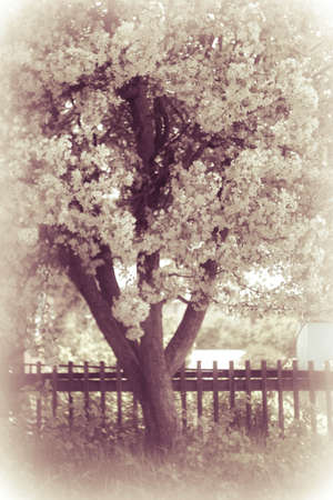 Blooming apple in spring in a garden with white flowersの写真素材