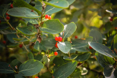 Green bush with red berries, plant with fruits in the park in summerの写真素材