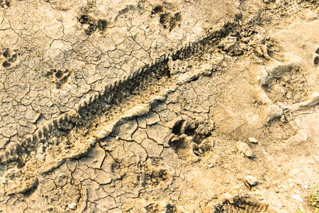 Traces of an animal on the ground, road backgroundの写真素材