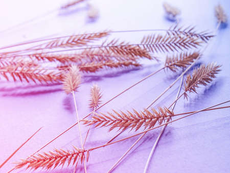 Lilac background with spica, natural decorの写真素材