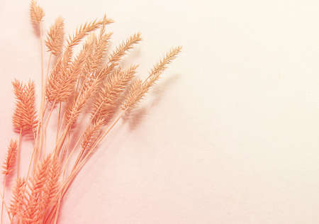 Field plant on a light background, autumn