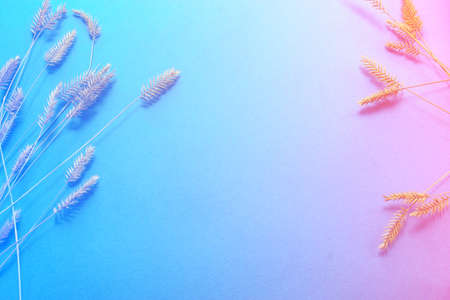 Autumn, ear on a blue background, decor with grassの写真素材