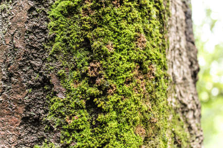 Green moss grows on a tree, plant elementの写真素材
