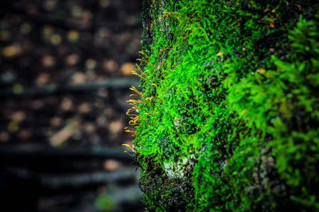 Green moss grows on a tree, plant elementの写真素材