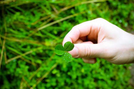 Hand of a man holding a clover leaf, an Irish symbol