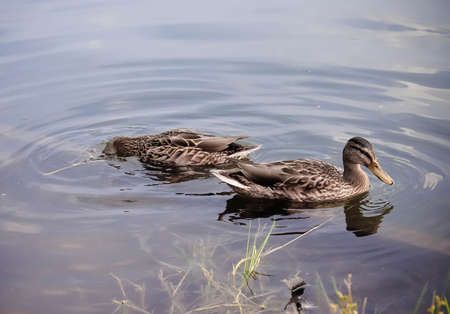 ducks floating in the lakeの写真素材