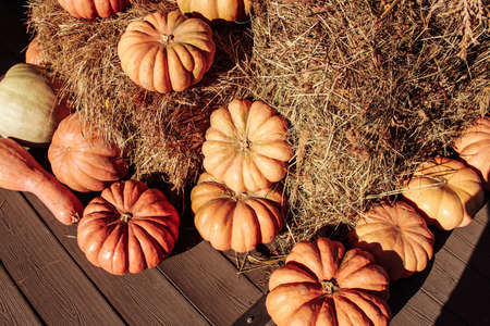 pumpkins for holidaysの写真素材