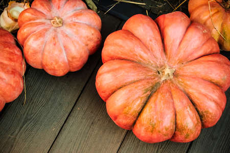 pumpkins for holidaysの写真素材