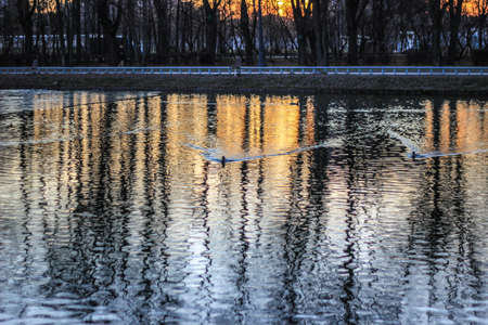 Birds floating on the lake, ducks at sunsetの写真素材