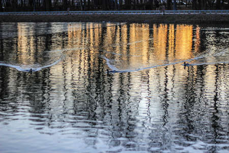 Birds floating on the lake in the parkの写真素材