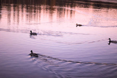 ducks swimming in the lake at sunset waterfowl in the parkの写真素材