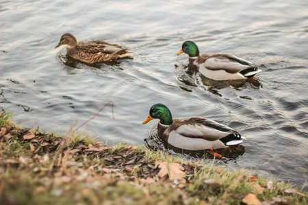 ducks swimming in the lake, waterfowl in the parkの写真素材