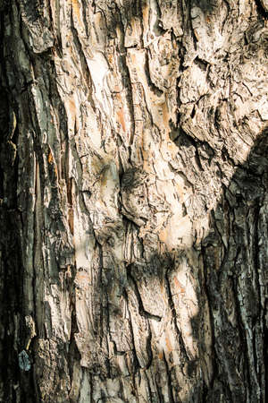 Texture of the bark of a tree, part of an old trunk