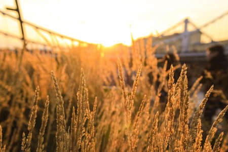 Autumn landscape, the sun shines through the ears of grassの写真素材