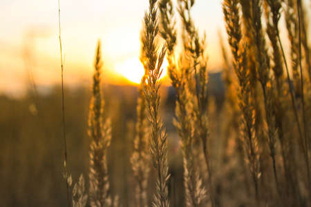 The sun shines through the ears of grass, eveningの写真素材