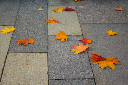 Autumn maple leaves on the sidewalkの写真素材