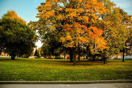 Autumn landscape in the park, tree with yellowing leavesの写真素材