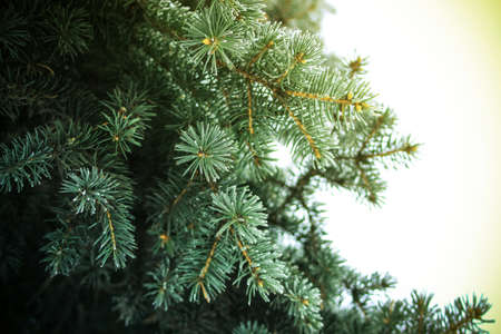 Fir pine branch for Christmas decoration, joyful festive background